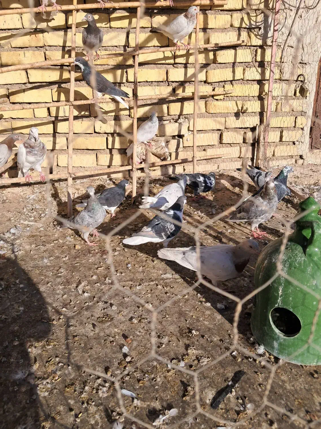 کبوتر|پرنده|تاکستان, |دیوار