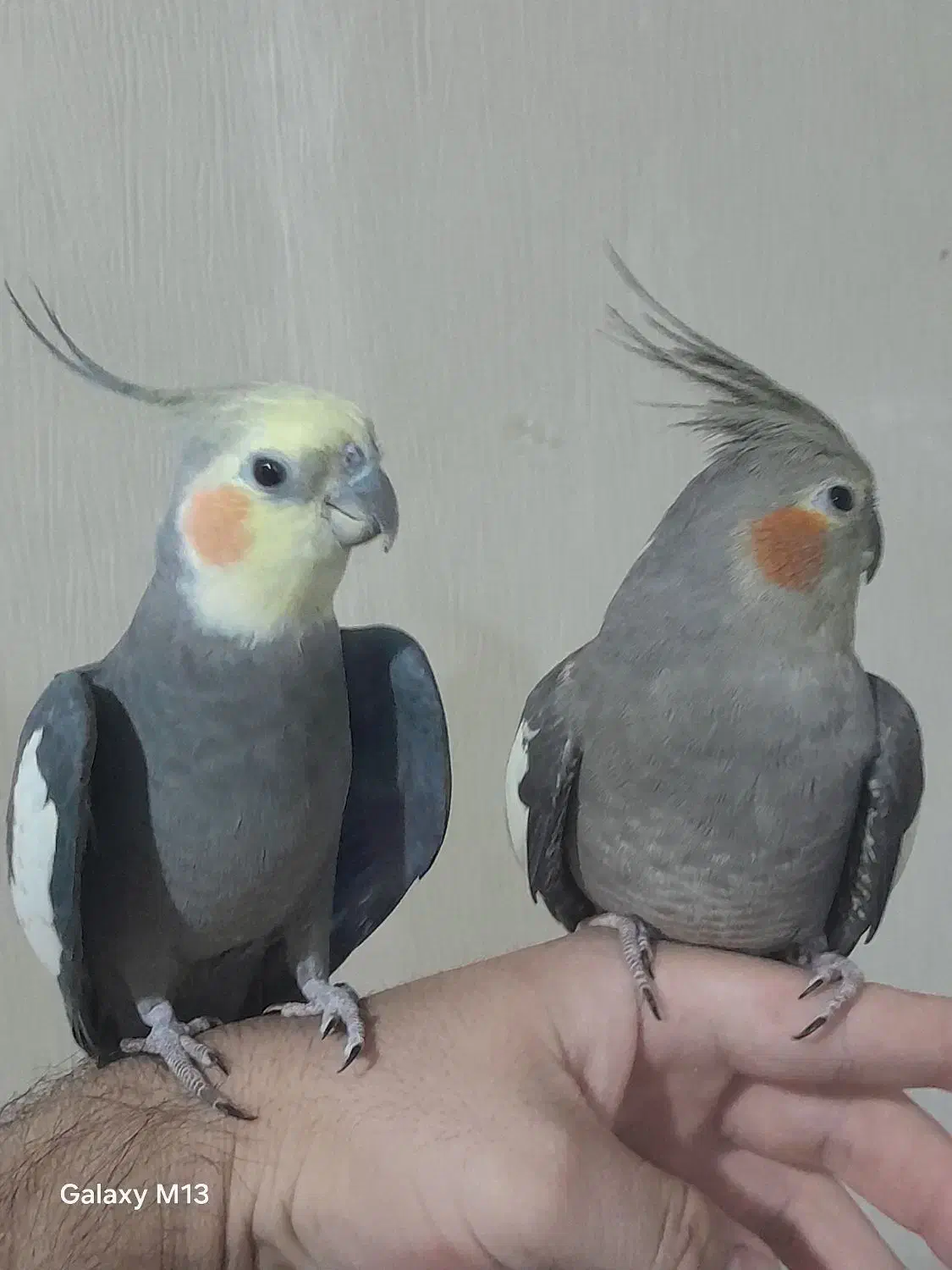 یک جفت مولد با ۳ جوجه  دو ماهه  سالم و سرحال|پرنده|ری, فیروزآبادی|دیوار