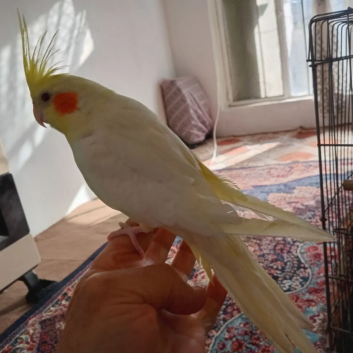 عروس نر بیش از. ۲۰ کلام حرف می زنه معا وضه با|پرنده|مشهد, قائم|دیوار