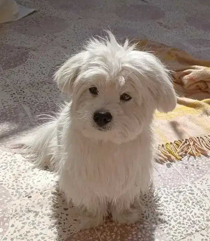 واگذاری سگ پامر رایگان|سگ|مرودشت, استادیوم‎|دیوار