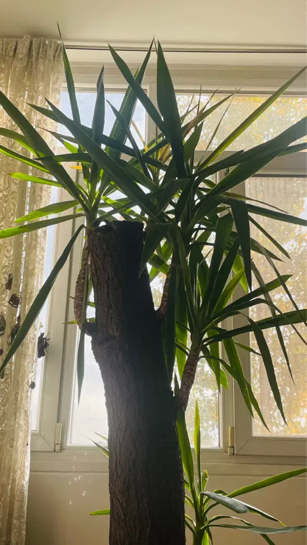 یوکا|گل و گیاه طبیعی|تهران, تهرانپارس غربی|دیوار