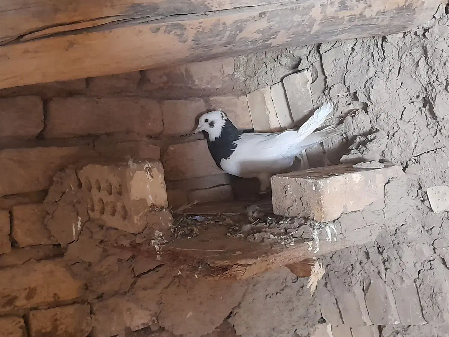 طوقی|پرنده|مشهد, کارگران|دیوار