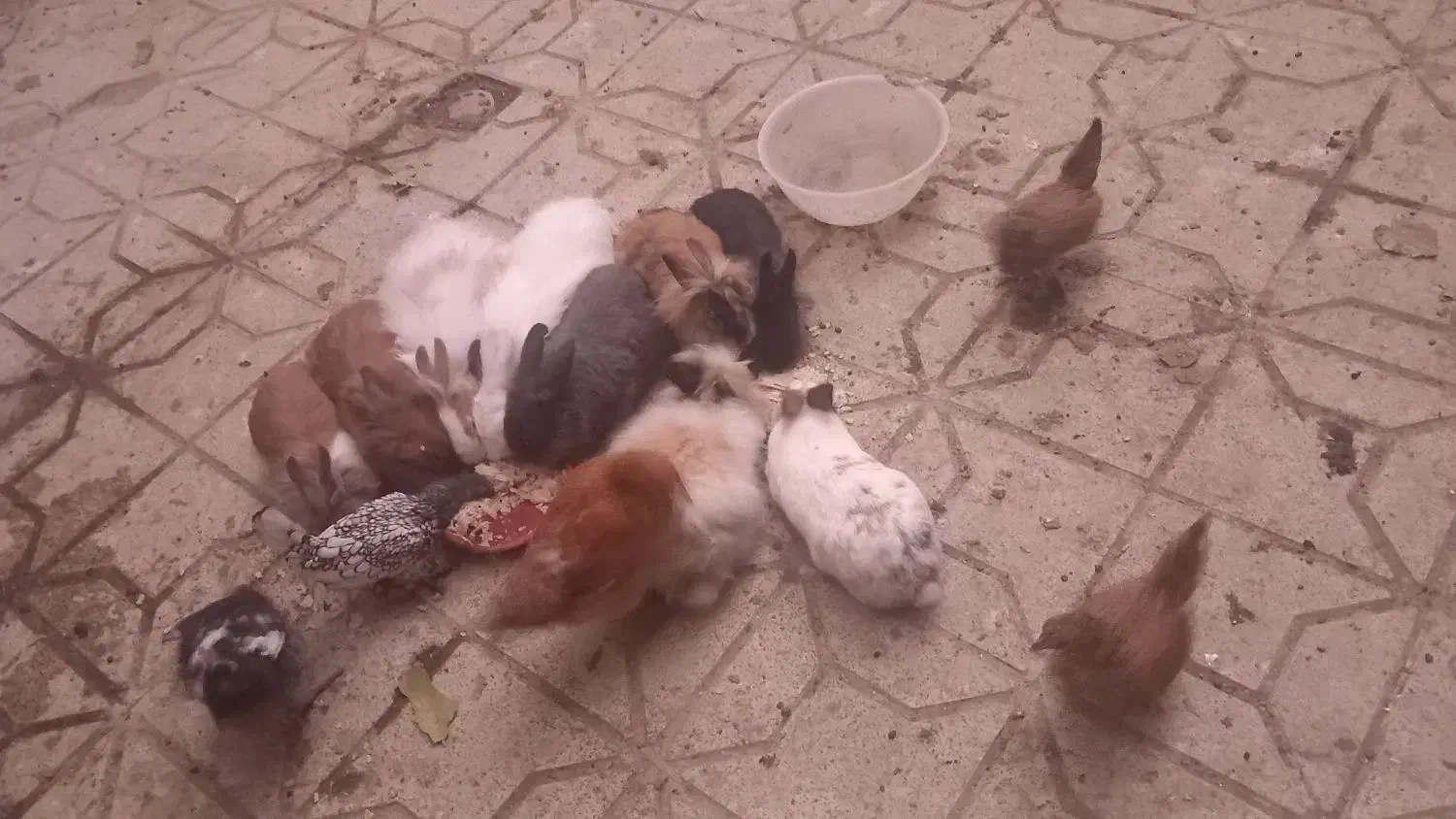 خرگوش های لپ فشن جوان و مرغ خروس سیبرایت|موش و خرگوش|کرمانشاه, |دیوار