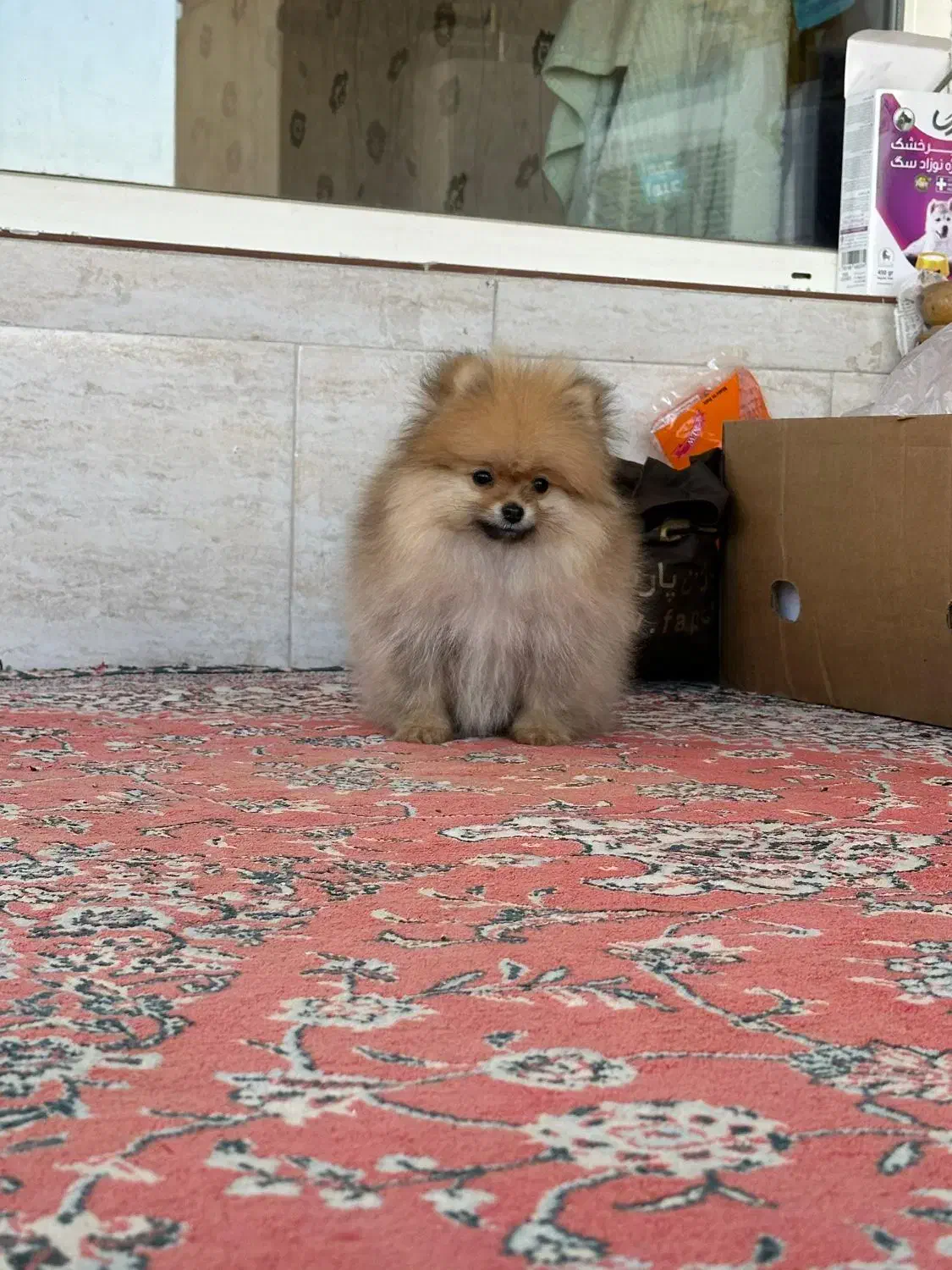 سگ پامر خرسی|سگ|فولادشهر, پارک کوهستان|دیوار