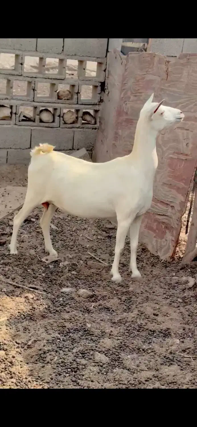 خالص و ناب|حیوانات مزرعه|بندر گناوه, |دیوار