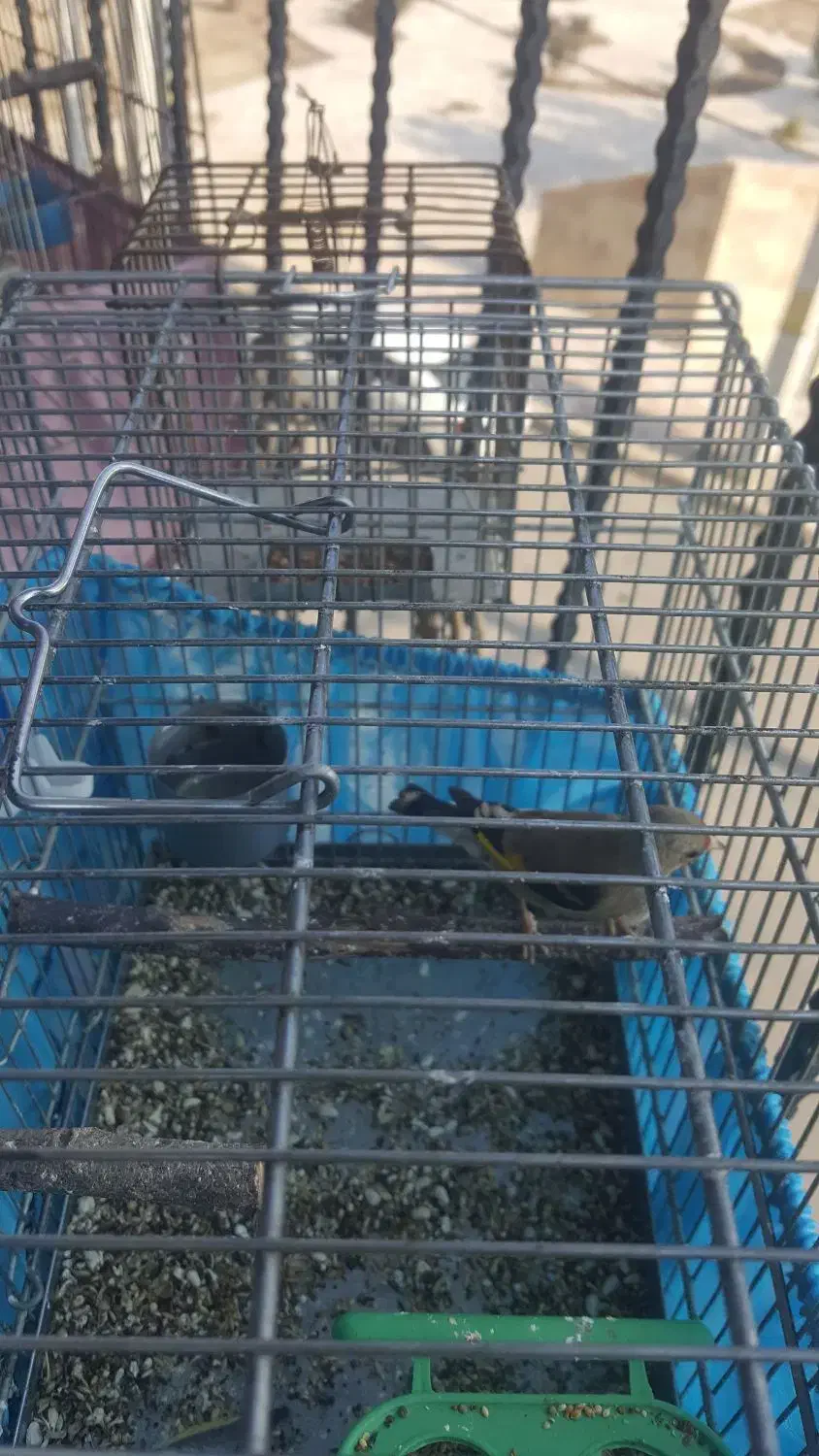 سحره نر|پرنده|شهریار, شهرک وائین|دیوار