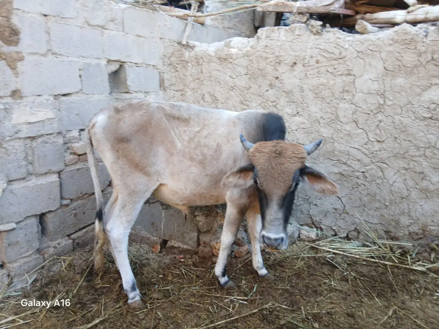 گوساله نره وگاو|حیوانات مزرعه|زابل, |دیوار