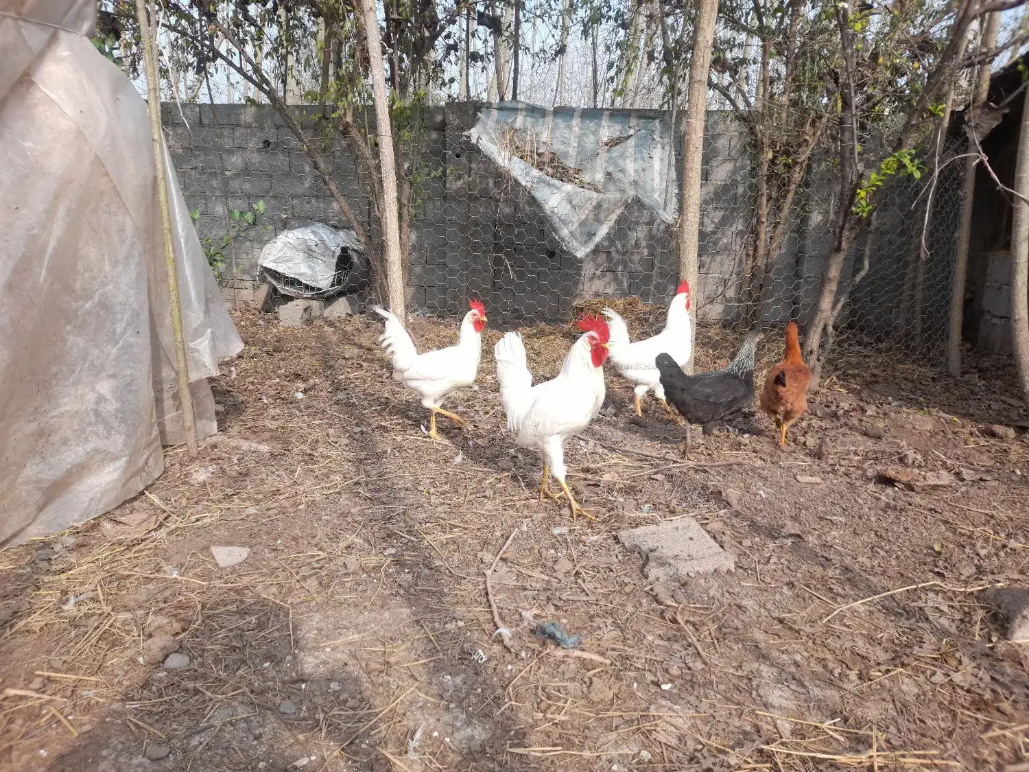 غاز و خروس|حیوانات مزرعه|سنگر, |دیوار