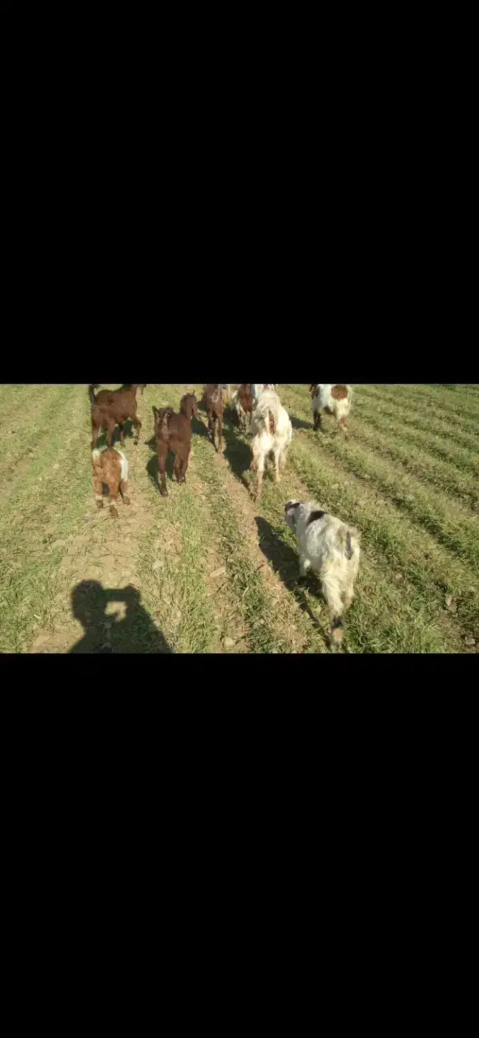 بز  شیری|حیوانات مزرعه|داران, |دیوار