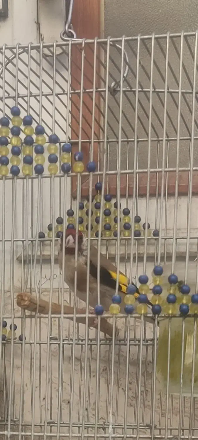 سهره سر سیاه دهن زن|پرنده|شیراز, شهرک مطهری|دیوار