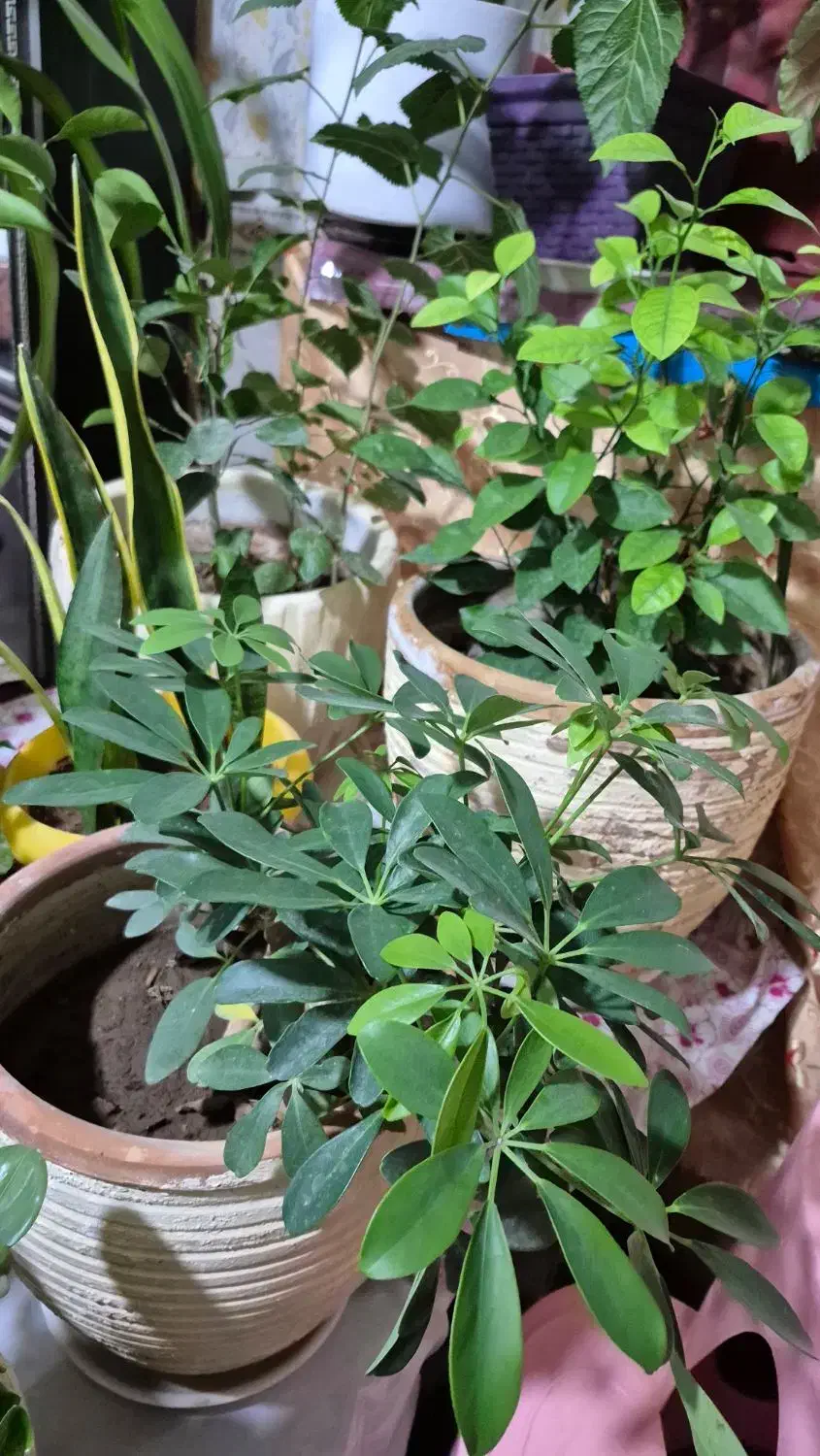 انواع گل ها|گل و گیاه طبیعی|الوند, |دیوار