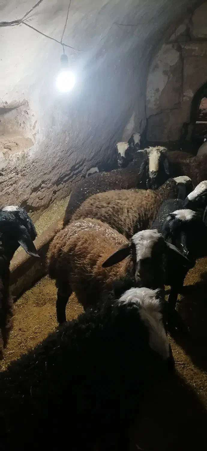 سلام 15راس بره ماده نژادشال|حیوانات مزرعه|دشتابی, |دیوار