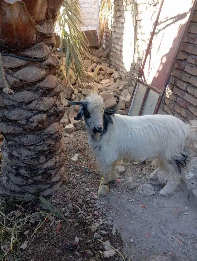 گوسفند، بز ، گتاچ، پاچن|حیوانات مزرعه|سیب و سوران, |دیوار