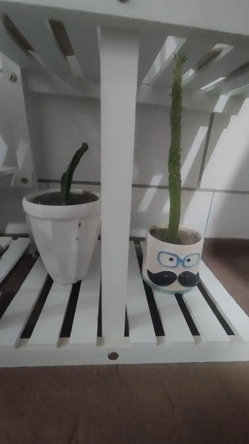 استند وگل وگلدان|گل و گیاه طبیعی|سرپل ذهاب, |دیوار