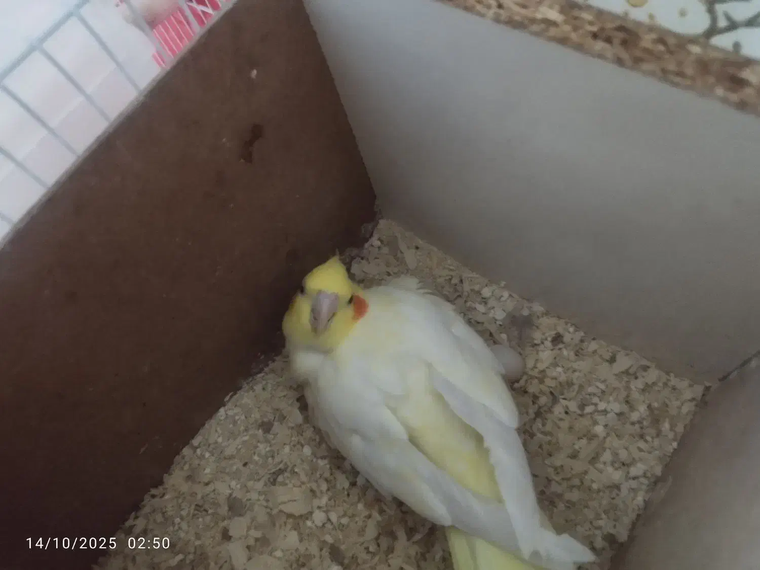 دو جفت عروس هلندی و تعدادی جوجه عروس|پرنده|مشهد, شهید قربانی|دیوار