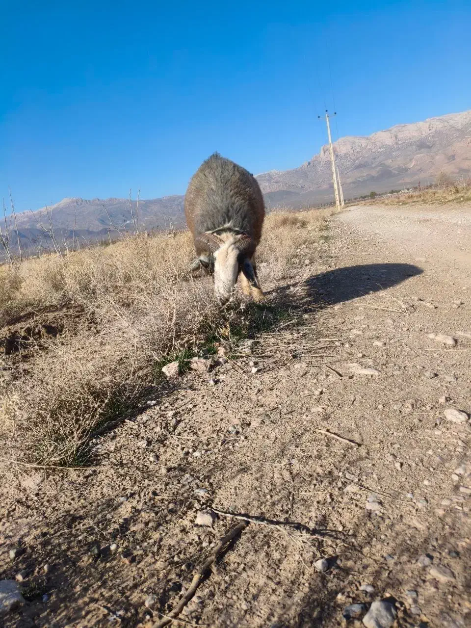 قوچ|حیوانات مزرعه|نی‌ریز, |دیوار