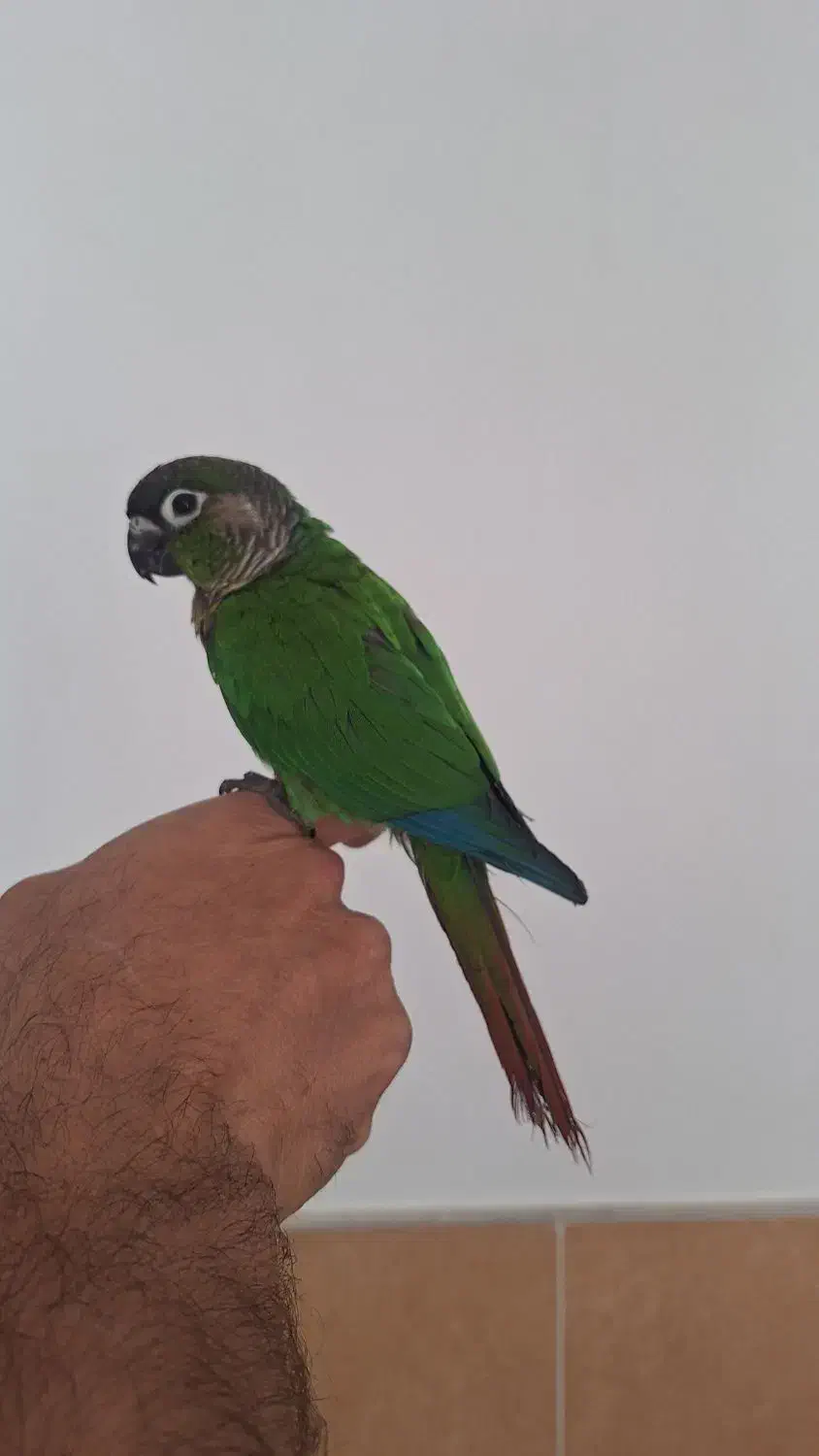 طوطی گرینچیک|پرنده|رفسنجان, |دیوار