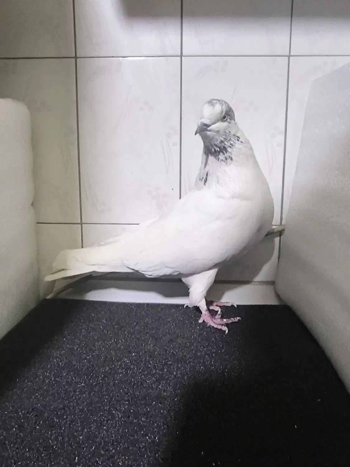 کبوتر|پرنده|کرج, فاز ۴ مهرشهر|دیوار