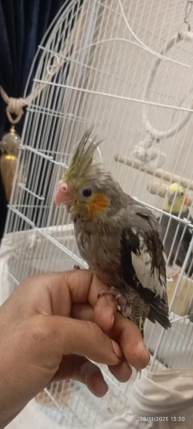 جوجه عروس هلندی|پرنده|مشهد, عامل|دیوار