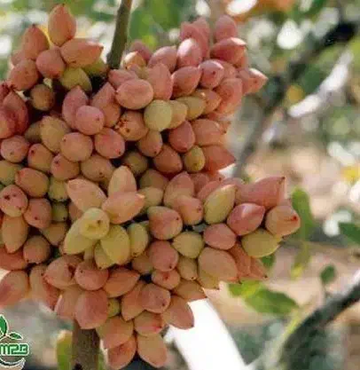 پیش فروش نهال پسته پیوندی پایه امریکایی|خدمات باغبانی و درختکاری|رضوانشهر, |دیوار