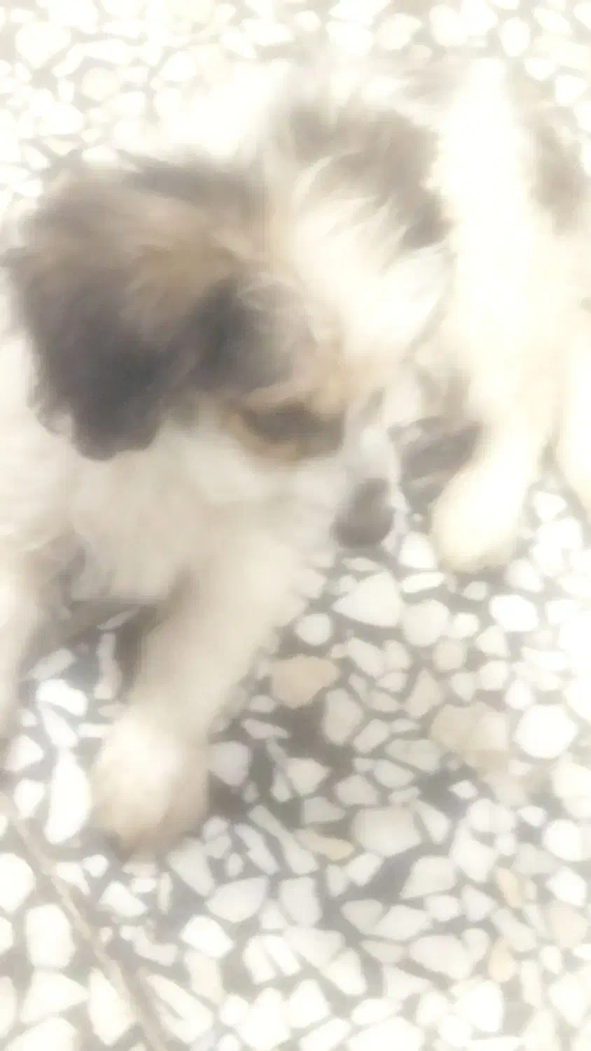 سگ شیتزو|سگ|شیراز, کوشک میدان|دیوار