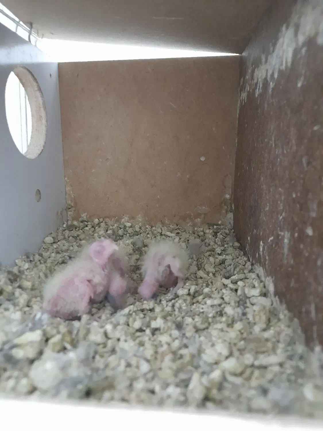 عروس هلندی|پرنده|قم, حاج خلیل|دیوار