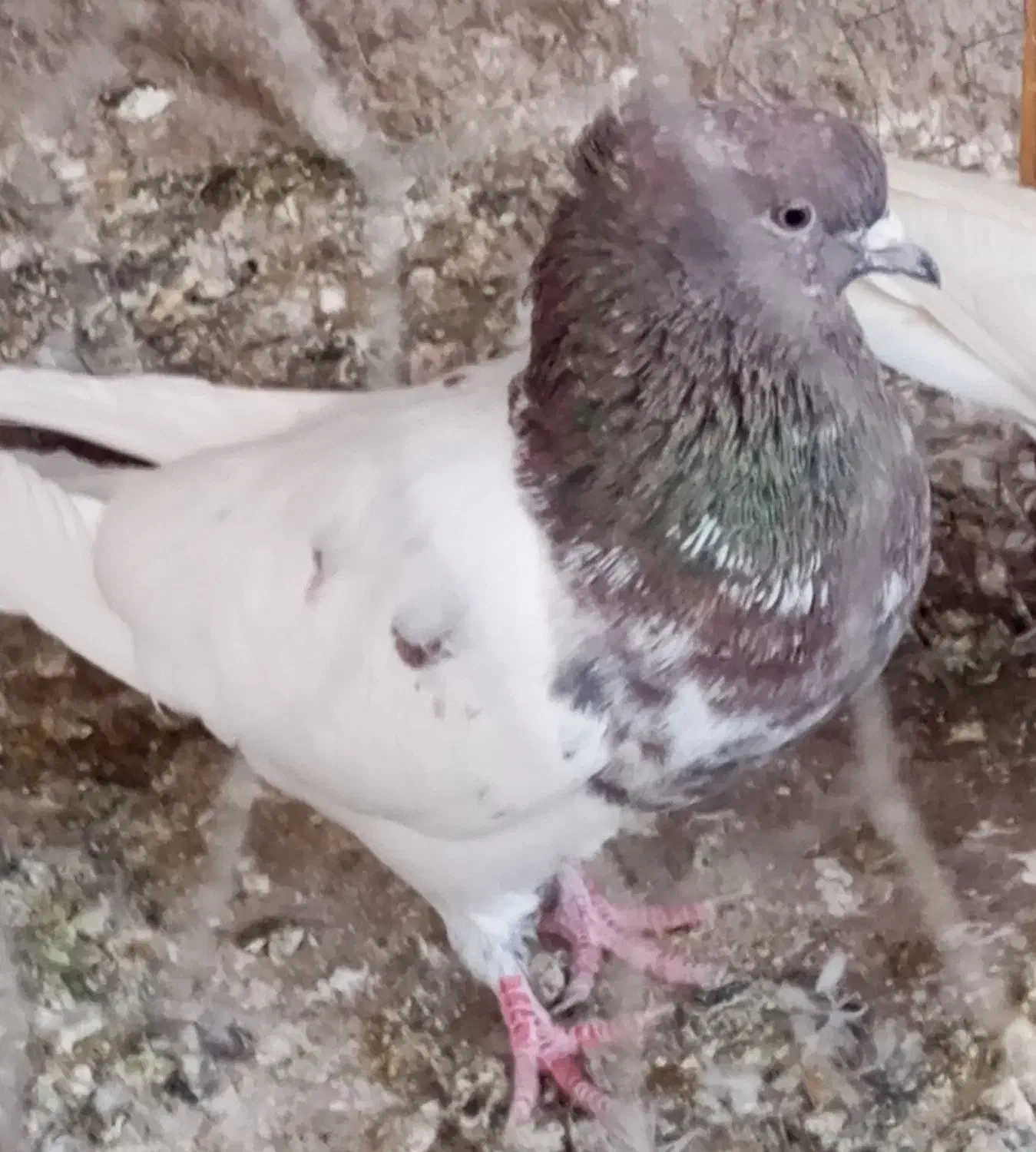 پرنده|پرنده|بم, |دیوار