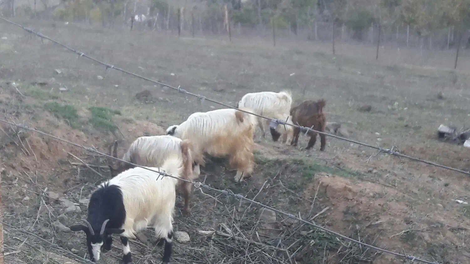 فروش بزغاله|حیوانات مزرعه|مرزنآباد, |دیوار