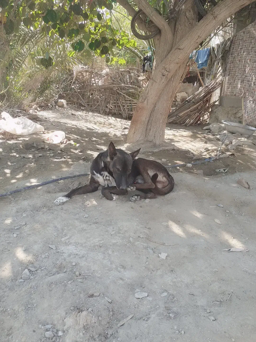 سگ مالینویز|سگ|میناب, |دیوار