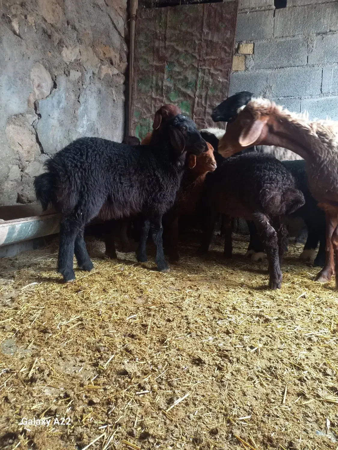 ۶راس گوسفند و ۷ بره معاوضه|حیوانات مزرعه|هندمینی, |دیوار