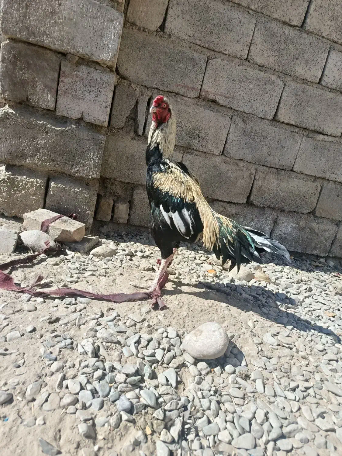 خروس جاوا|حیوانات مزرعه|ایرانشهر, |دیوار