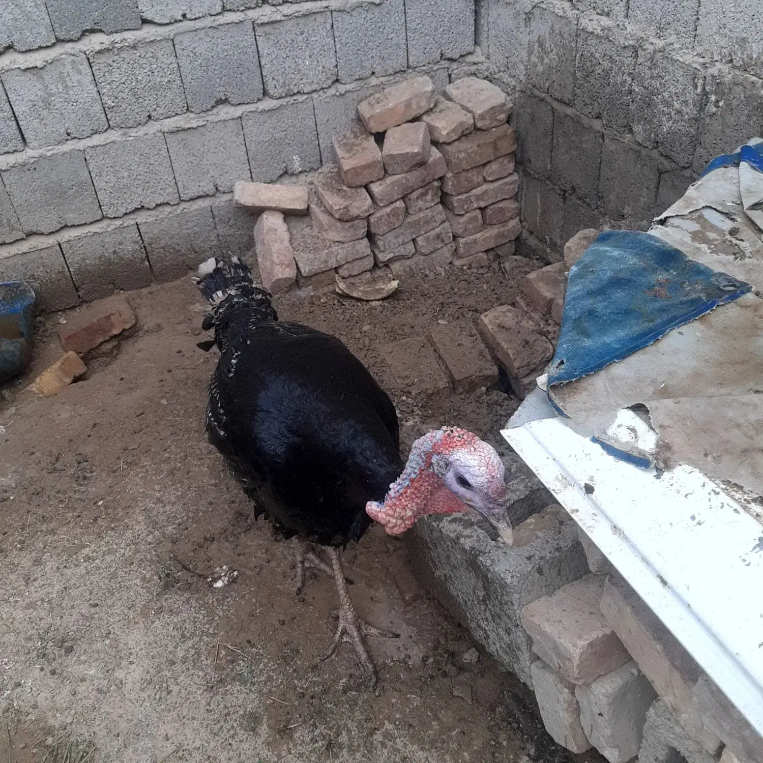 بوقلمون برنزسینه پهن محلی وخرگوش لوپی پشمالوخونگی|حیوانات مزرعه|سراوان, |دیوار