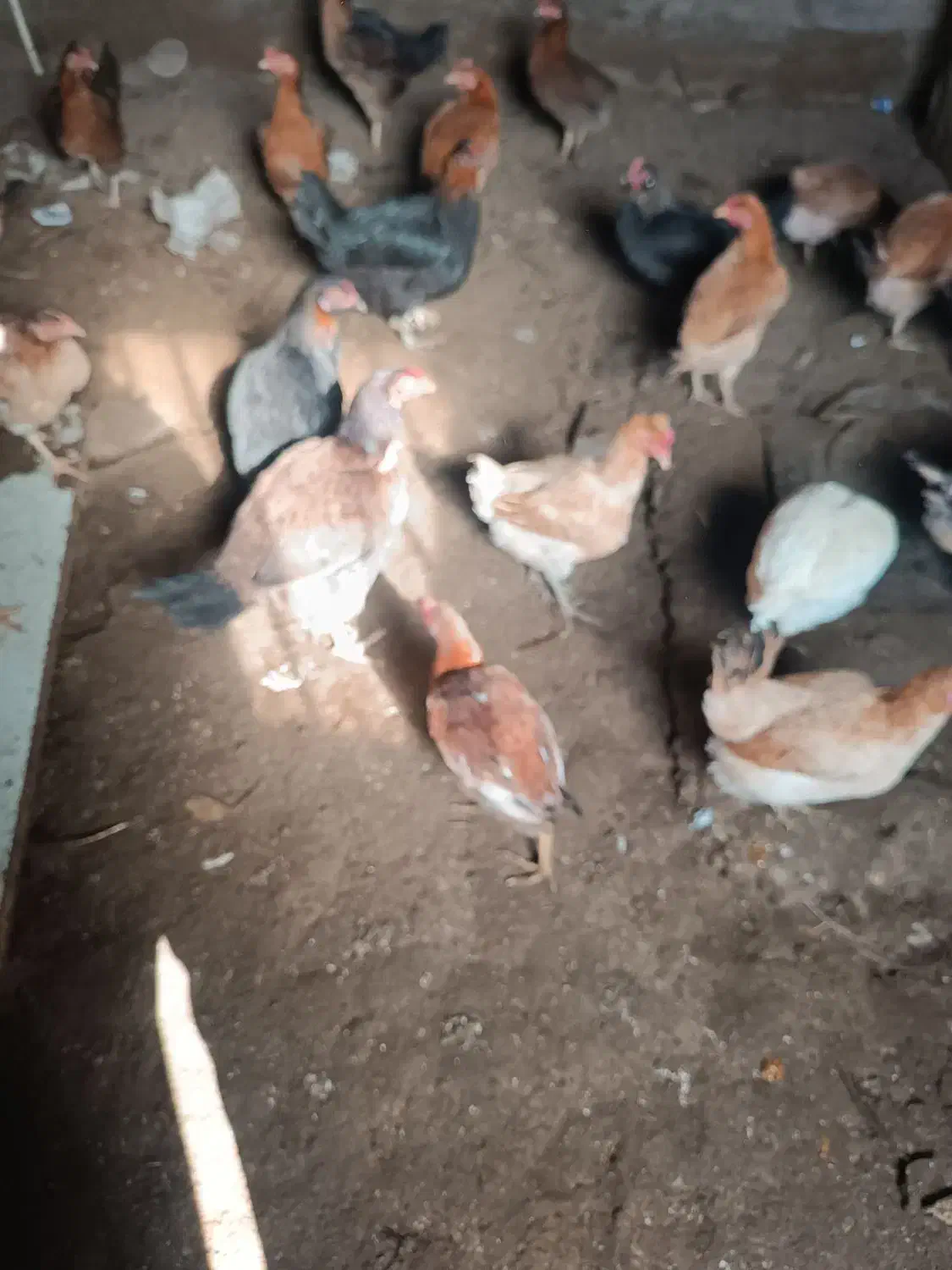 مرغ محلی|حیوانات مزرعه|هامون, |دیوار