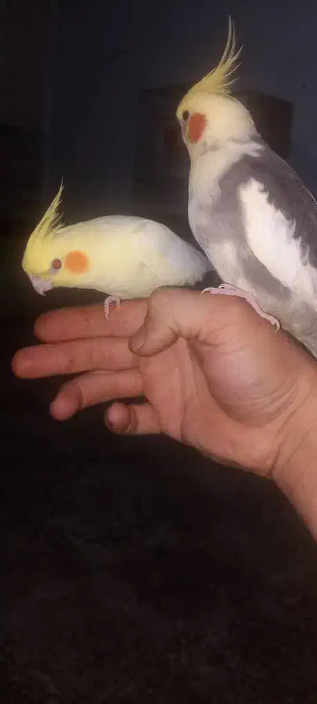 لشکر اباد|پرنده|کرخه, |دیوار