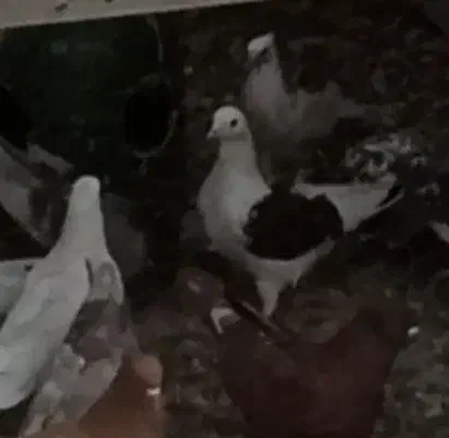 کبوتر گمشده|حیوانات|نسیمشهر, |دیوار