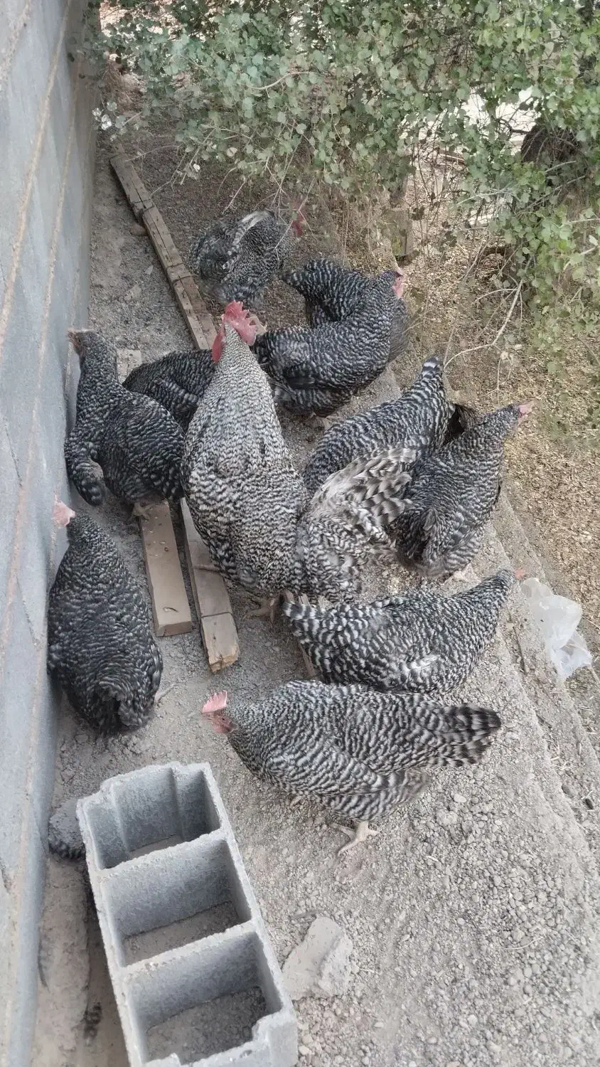 مرغ و خروس آمورک|حیوانات مزرعه|شیراز, میانرود|دیوار