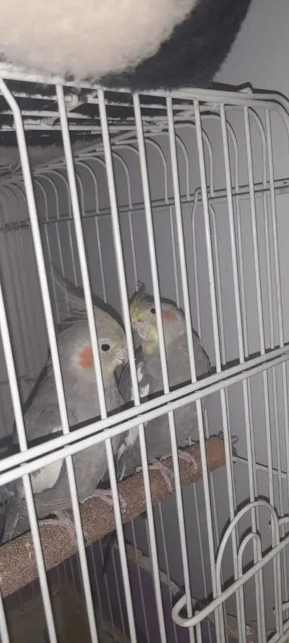 معاوضه نربالغ باماده|پرنده|سبزوار, همت|دیوار