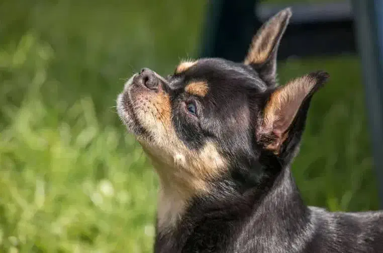 سگ شیواوا|سگ|بم, |دیوار