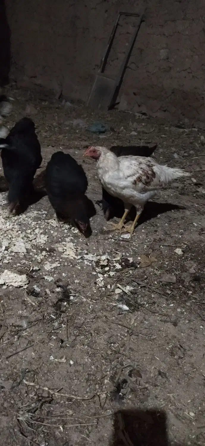 خروس گلین|حیوانات مزرعه|زنجان, |دیوار