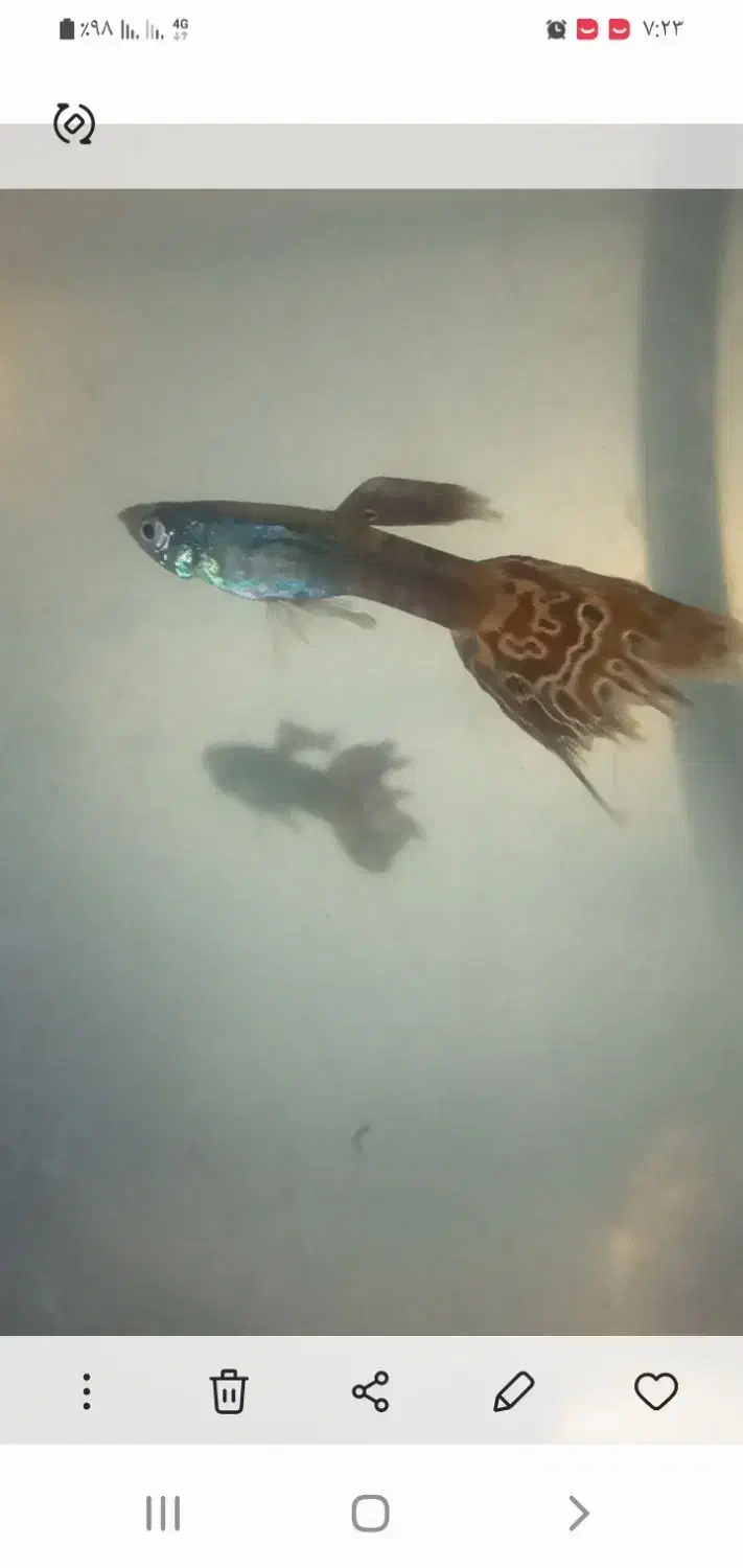 ماهیگپی|ماهی|سبزوار, قلعهنو دهزار|دیوار