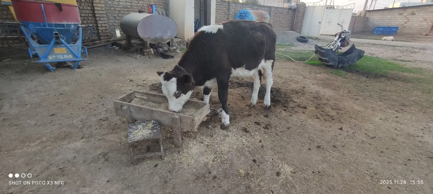 گوساله ماده سیمینتال|حیوانات مزرعه|آق قلا, |دیوار