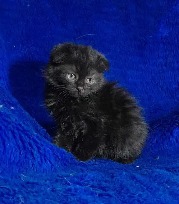 گربه اسکاتیش فولد و انفولد|گربه|مشهد, ویلاشهر|دیوار