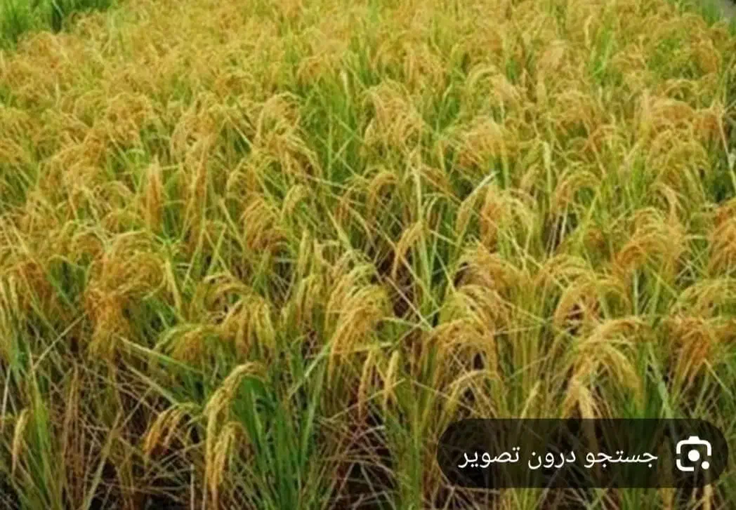 برنج طارم هاشمی درجه یک|عمده‌فروشی|دهدشت, |دیوار