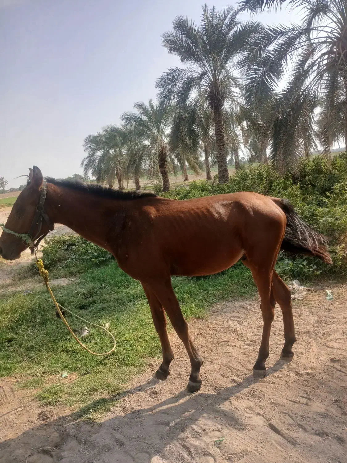 کره اسب|اسب و تجهیزات اسبسواری|عنبرآباد, |دیوار