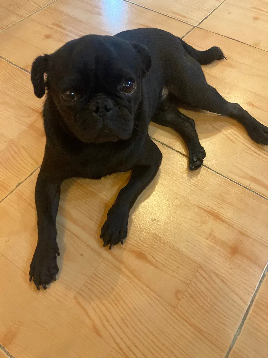 واگذاری سگ|سگ|رشت, چله خانه|دیوار