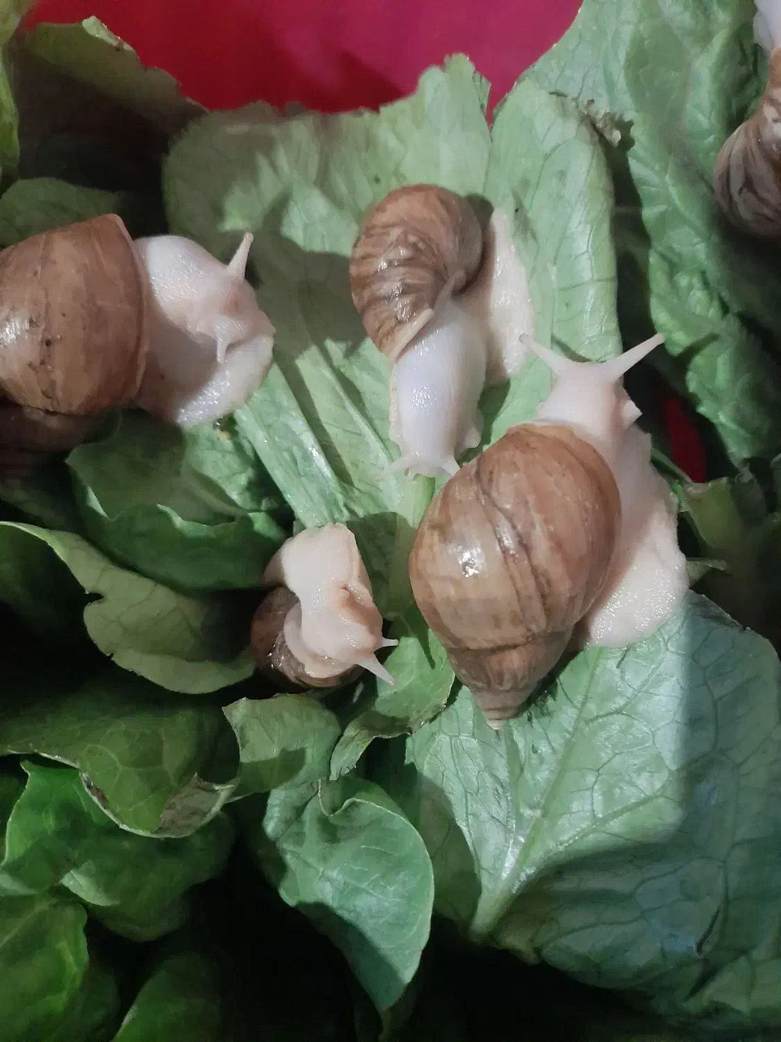 حلزون|خزنده|کرمانشاه, |دیوار