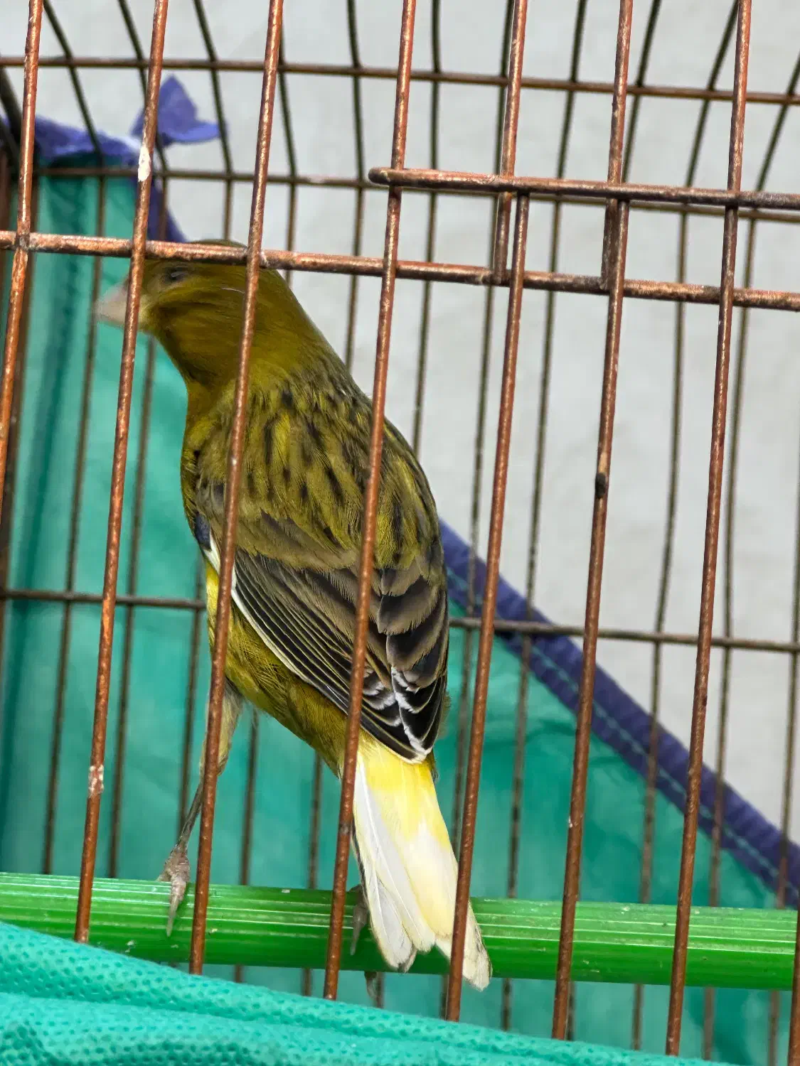 قناری نر|پرنده|رشت, باهنر|دیوار