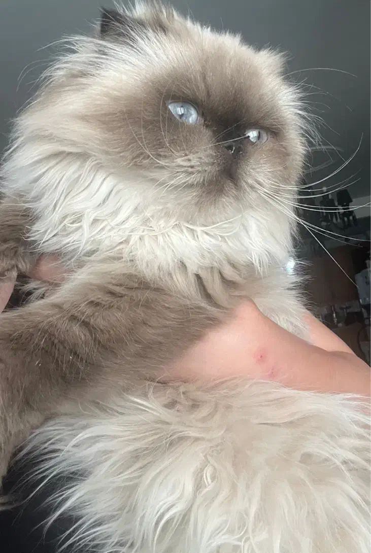 اسکاتیش و هیمالین|گربه|کرج, شهرک بنفشه|دیوار