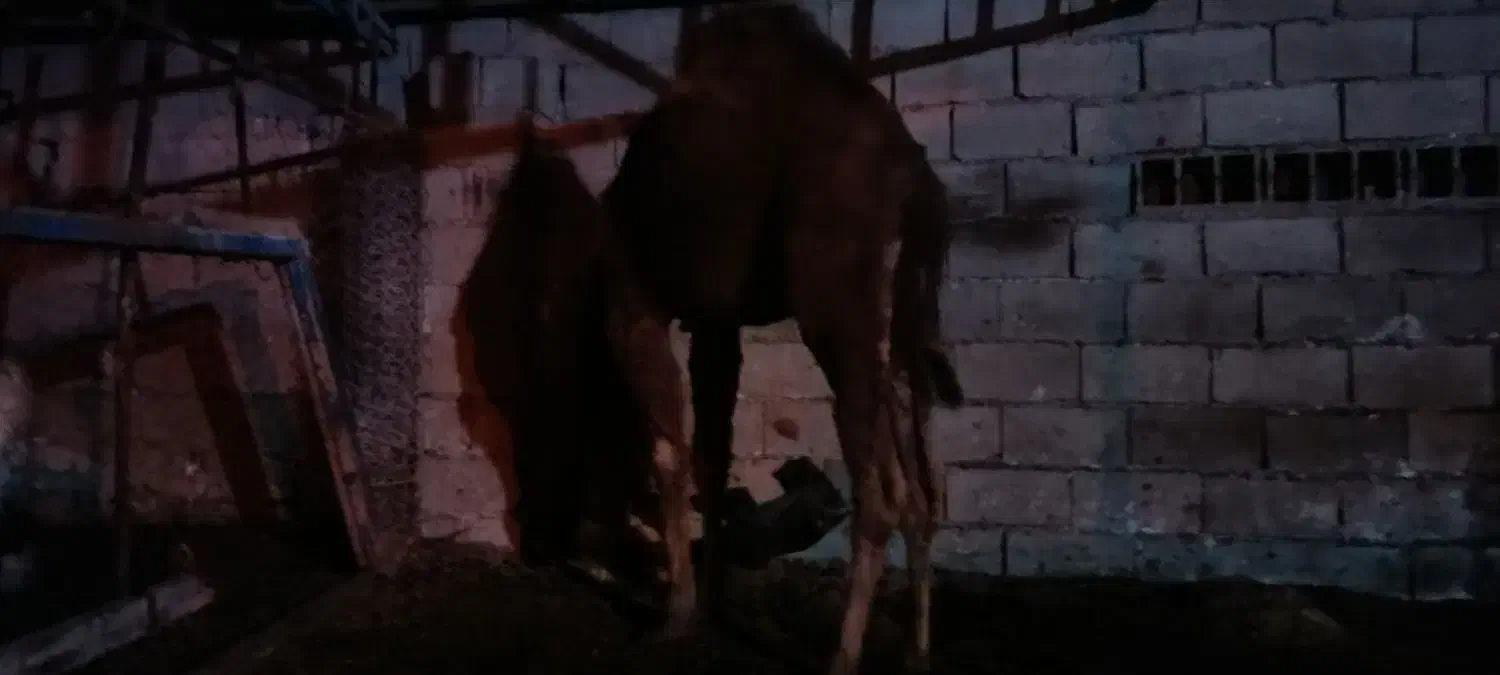 کوشک|حیوانات مزرعه|سیمین شهر, |دیوار