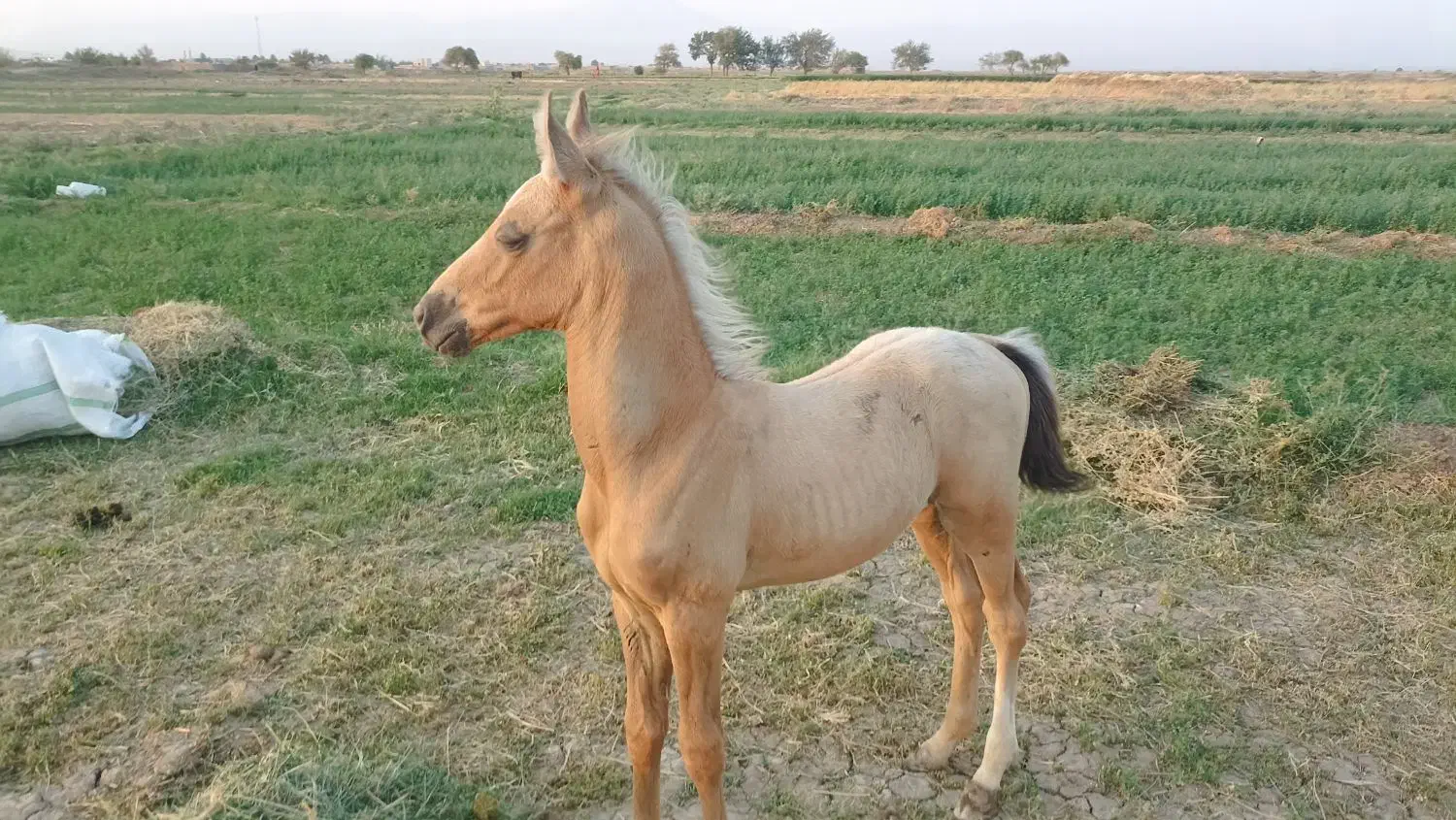 کره عرب خوش استیل و خوش رنگ|اسب و تجهیزات اسب‌سواری|داورزن, |دیوار